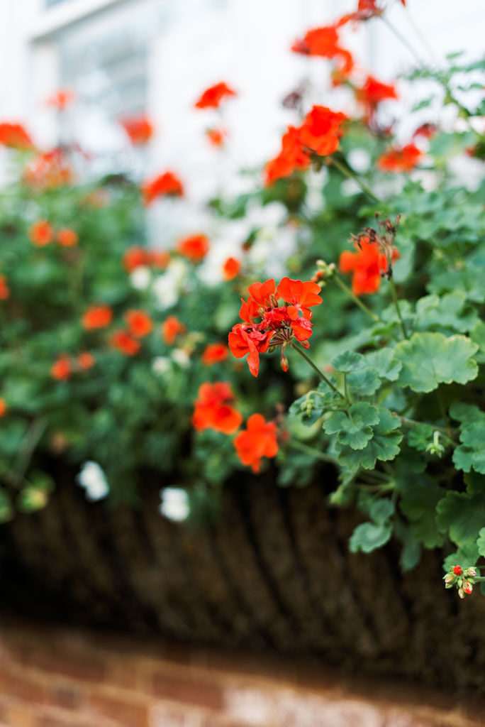 A closeup photo of bright red wildflowers and greenery growing in a planter on a brick wall. Photographed by Virginia commercial photographer Kim Branagan.