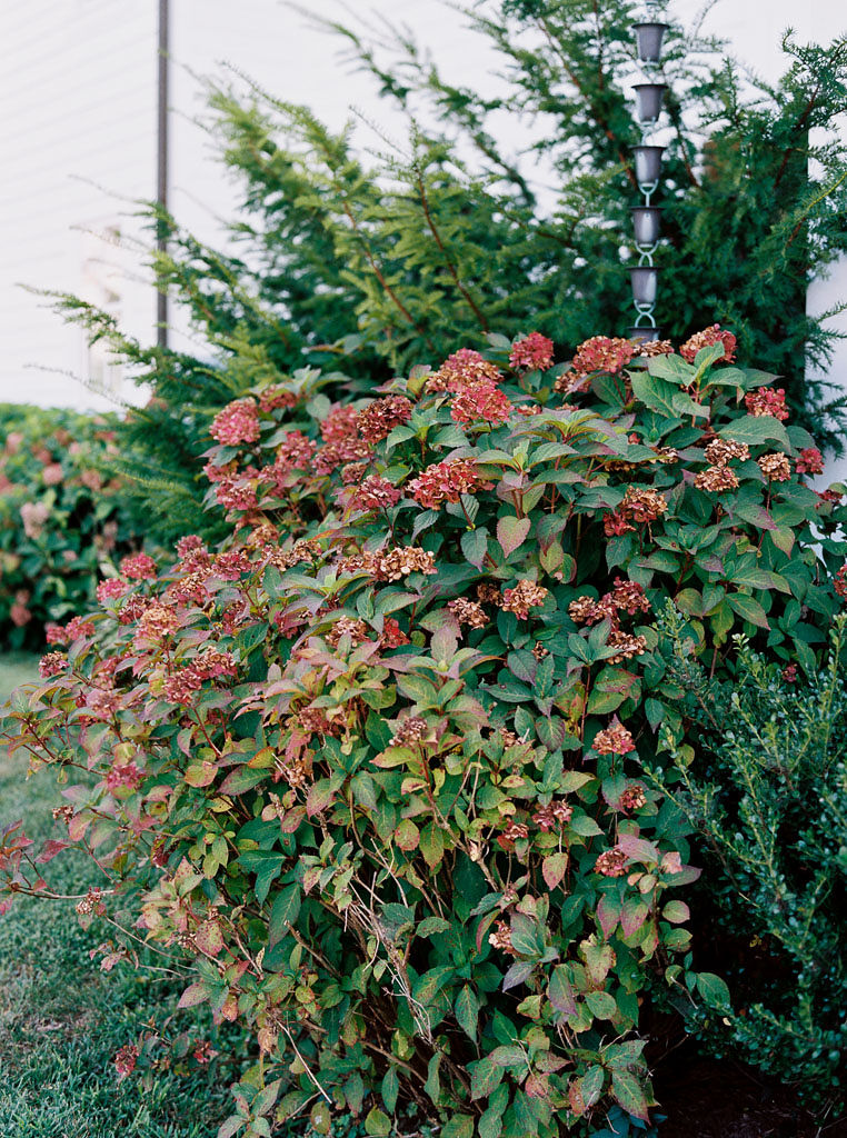 Green bushes with little red flowers