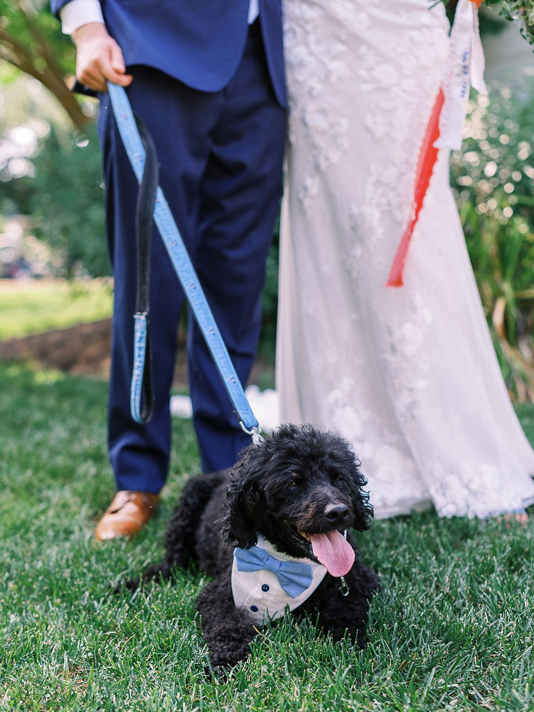 The bride's dog laying in the grass, wearing a blue bow tie and tuxedo shirt, with the bride and groom standing behind.