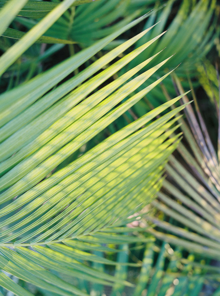 Close up shot of green palm leaves with sunlight hitting the leaves.