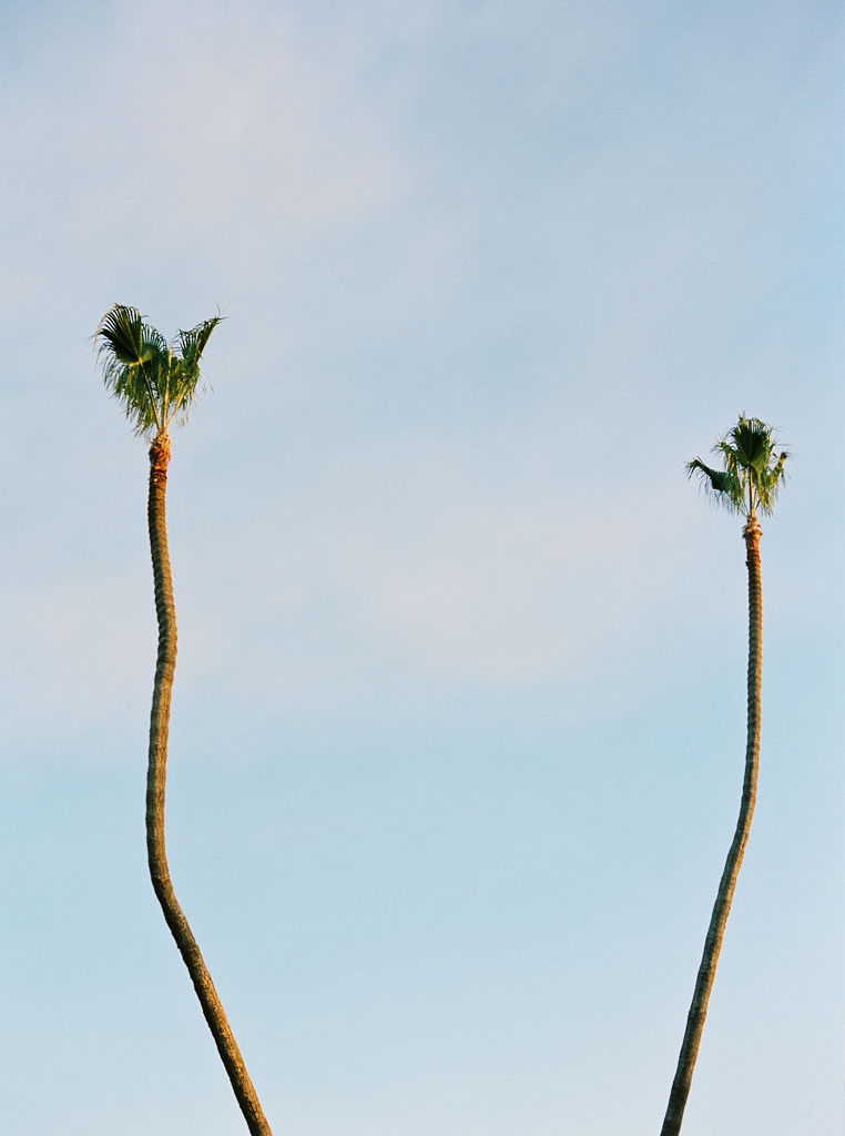 Two tall palm trees with crooked trunks against a clear, pale blue sky. Destination Photoshoot for a Lifestyle Editorial on the Beach in San Diego, CA by San Diego lifestyle editorial photographer Kim Branagan
