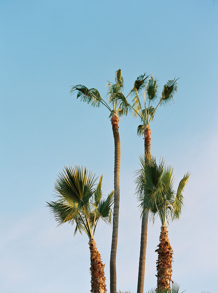 Four palm trees blowing in the breeze against the clear blue sky. Destination Photoshoot for a Lifestyle Editorial on the Beach in San Diego, CA by San Diego lifestyle editorial photographer Kim Branagan
